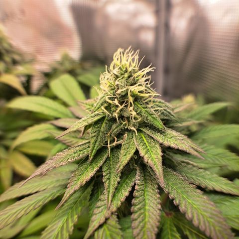Northern Lights  growlog timeline photo