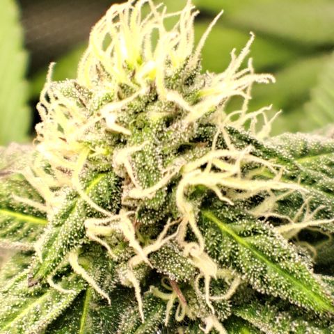 Northern Lights  growlog timeline photo