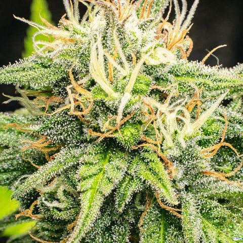 Northern Lights  growlog timeline photo