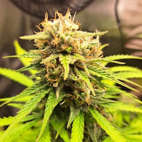 Northern Lights  growlog timeline photo