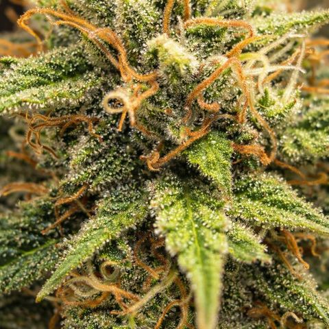 Northern Lights  growlog timeline photo