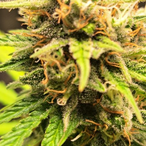Northern Lights  growlog timeline photo