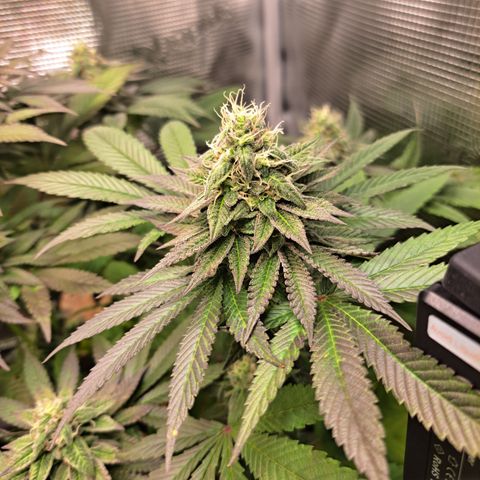 Northern Lights  growlog timeline photo