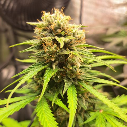 Northern Lights  growlog timeline photo