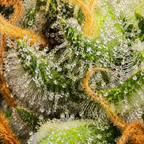 Northern Lights  growlog photo: 2-3 more weeks