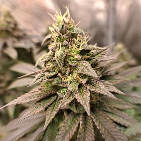 Northern Lights  growlog timeline photo