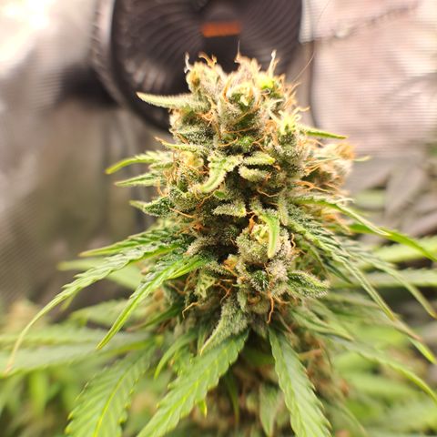Northern Lights  growlog timeline photo