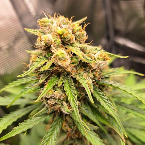 Northern Lights  growlog timeline photo