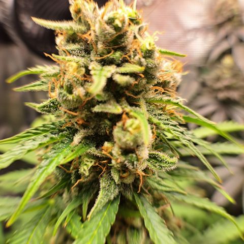Northern Lights  growlog timeline photo