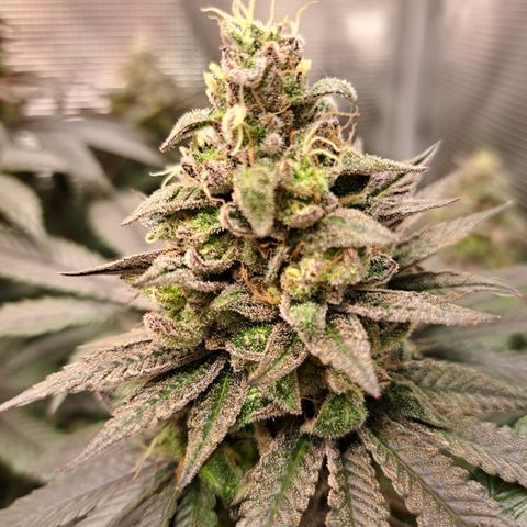 Northern Lights  growlog timeline photo