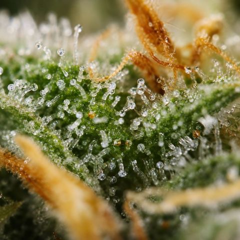 Northern Lights  growlog timeline photo