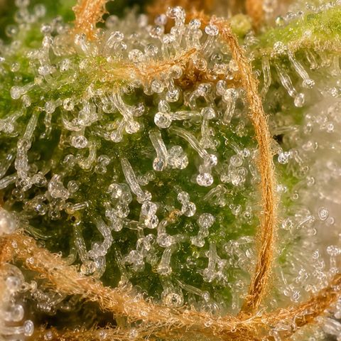 Northern Lights  growlog timeline photo