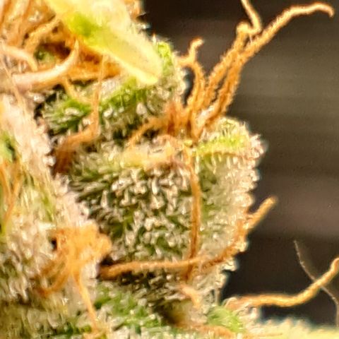 Northern Lights  growlog timeline photo