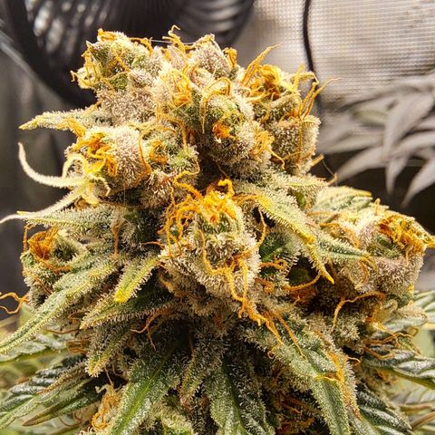 Northern Lights  growlog timeline photo