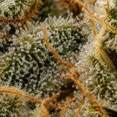 Northern Lights  growlog timeline photo