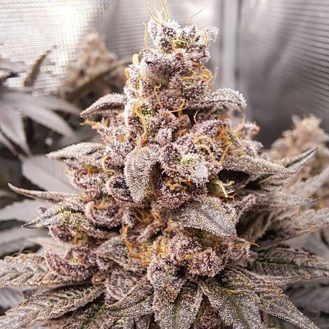 Northern Lights  growlog timeline photo