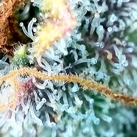 Northern Lights  growlog timeline photo