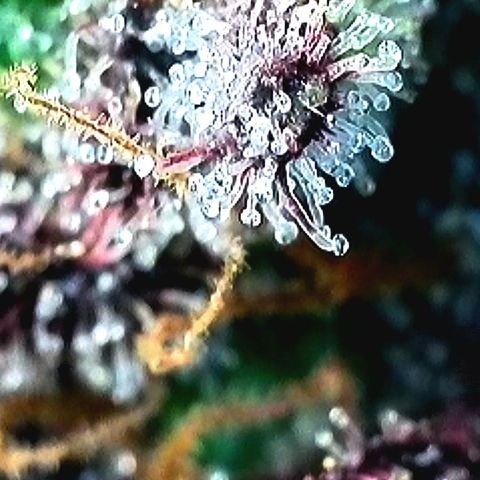 Northern Lights  growlog timeline photo