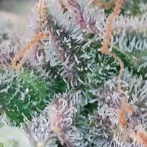 Northern Lights  growlog timeline photo