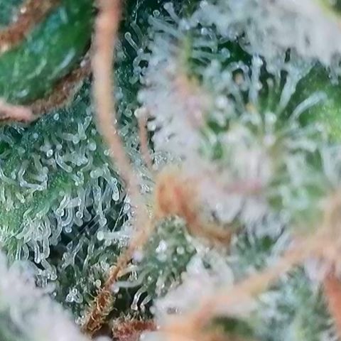 Northern Lights  growlog timeline photo