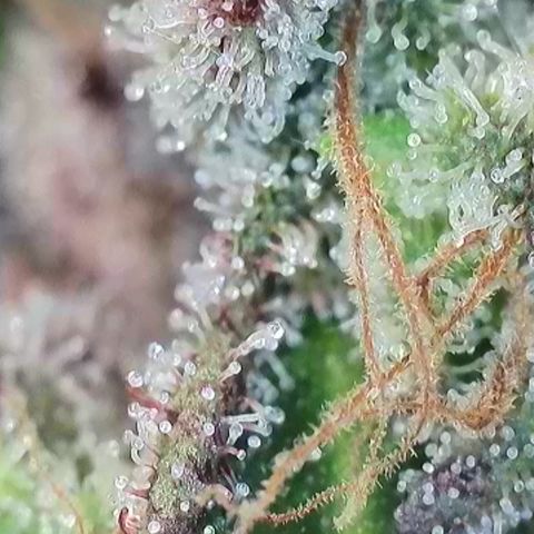 Northern Lights  growlog timeline photo