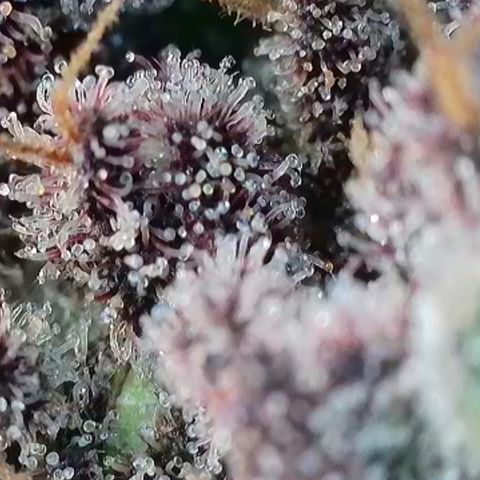 Northern Lights  growlog timeline photo