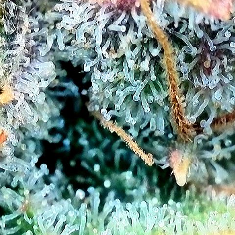 Northern Lights  growlog timeline photo