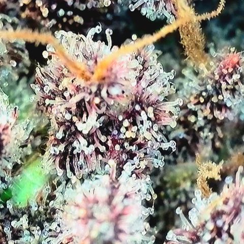 Northern Lights  growlog timeline photo