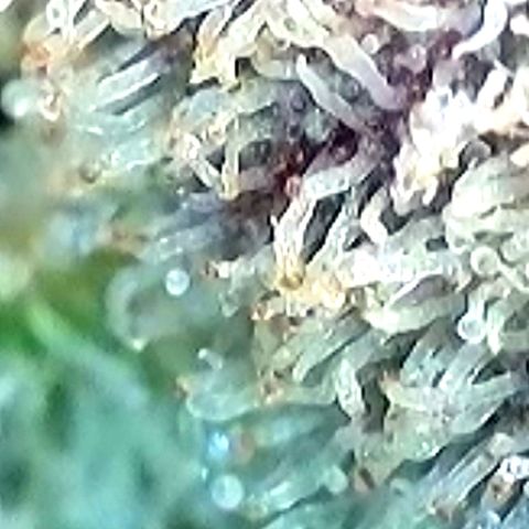 Northern Lights  growlog timeline photo