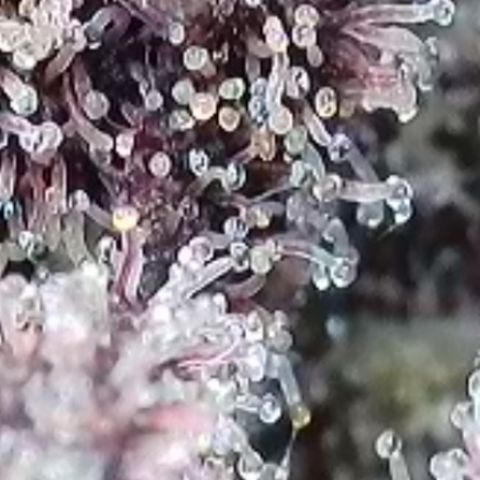 Northern Lights  growlog timeline photo