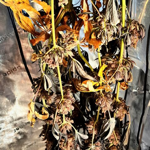 Northern Lights  growlog timeline photo