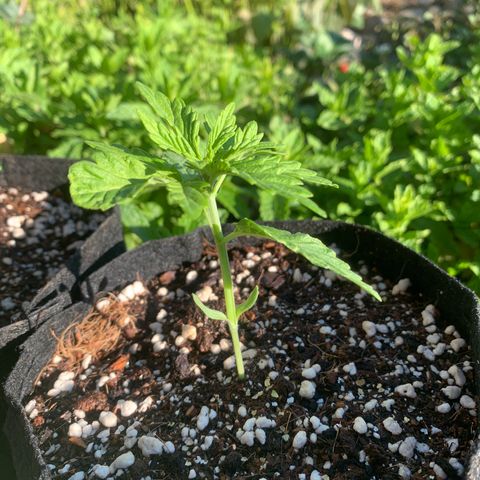 Jack Herer 2 growlog timeline photo