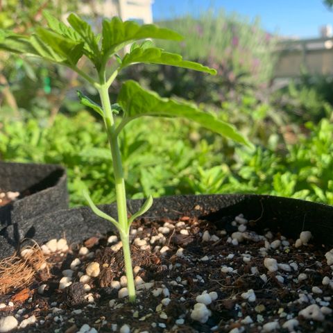 Jack Herer 2 growlog timeline photo