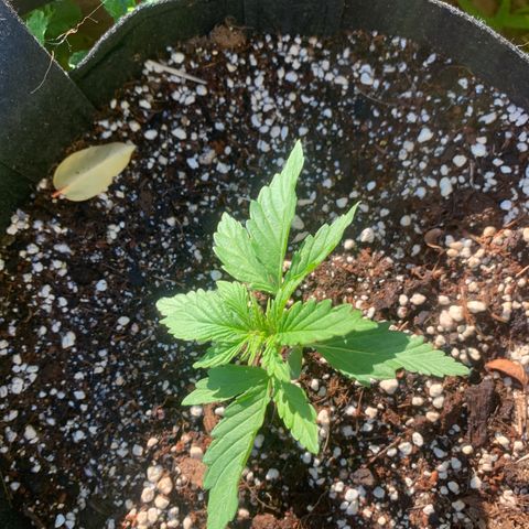 White Haze Automatic growlog timeline photo