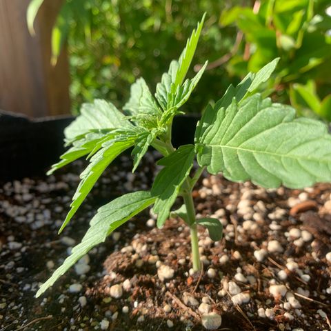 White Haze Automatic growlog timeline photo