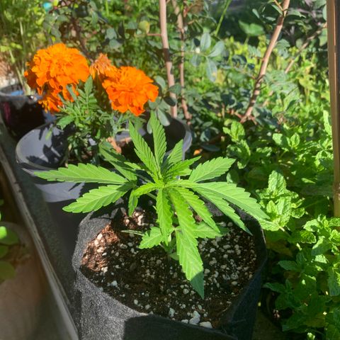 Jack Herer 1 growlog timeline photo