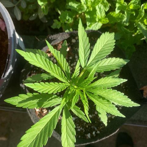 Jack Herer 1 growlog timeline photo