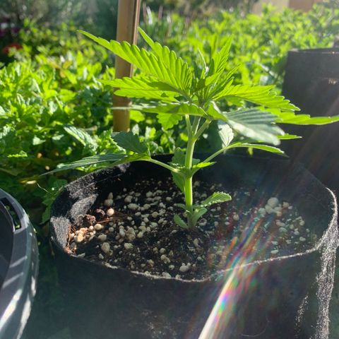 Jack Herer 1 growlog timeline photo