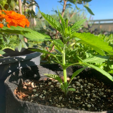 Jack Herer 1 growlog timeline photo