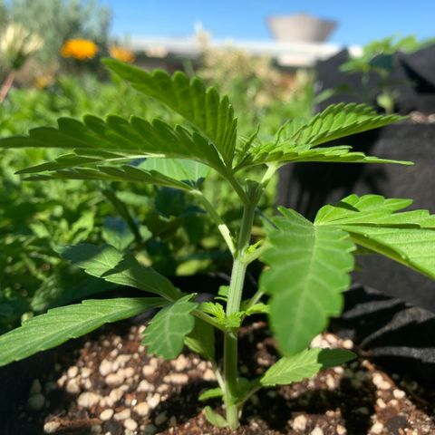 Jack Herer 1 growlog timeline photo