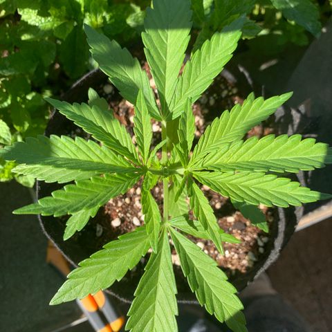 Jack Herer 1 growlog timeline photo