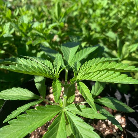 Jack Herer 1 growlog timeline photo