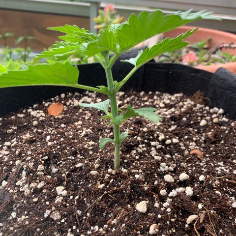 White Haze Automatic growlog timeline photo