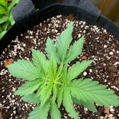 White Haze Automatic growlog timeline photo