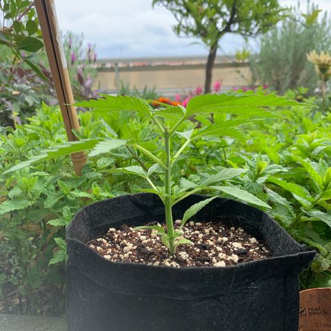 Jack Herer 1 growlog timeline photo