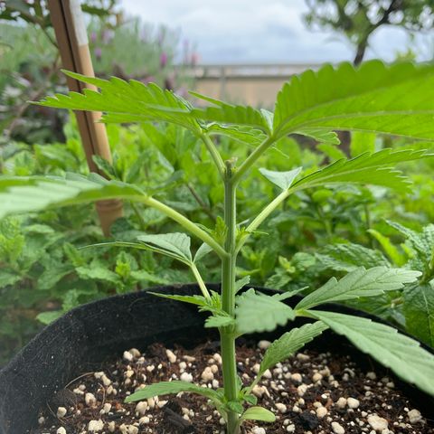Jack Herer 1 growlog timeline photo