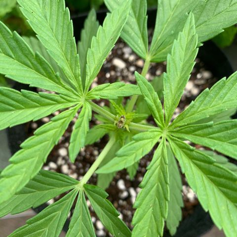 Jack Herer 1 growlog timeline photo