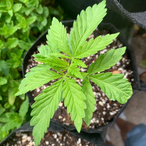 Jack Herer 2 growlog timeline photo