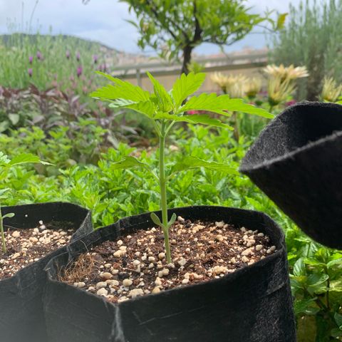 Jack Herer 2 growlog timeline photo