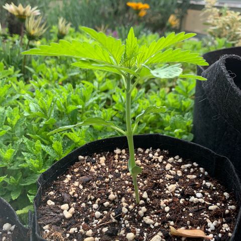 Jack Herer 2 growlog timeline photo